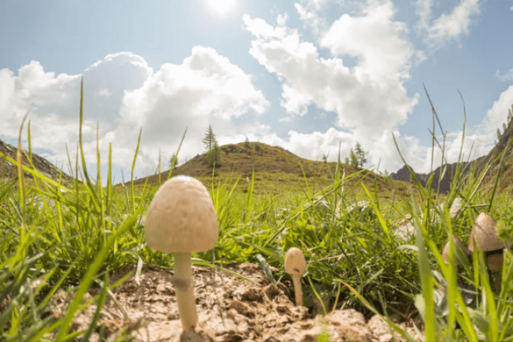 Psilocybe Cubensis – grzyby o magicznych właściwościach